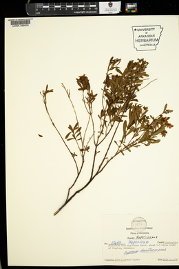 Hypericum densiflorum image