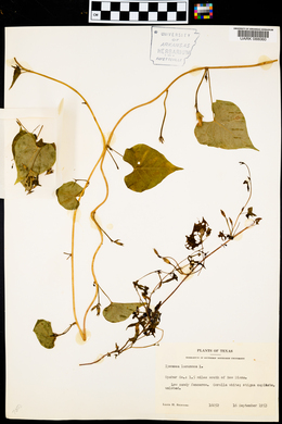 Ipomoea lacunosa image