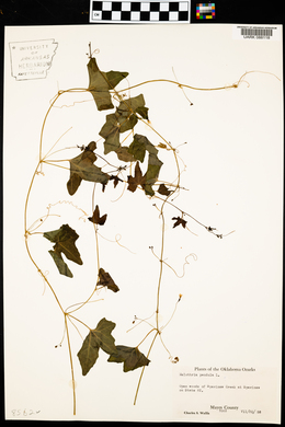 Melothria pendula image