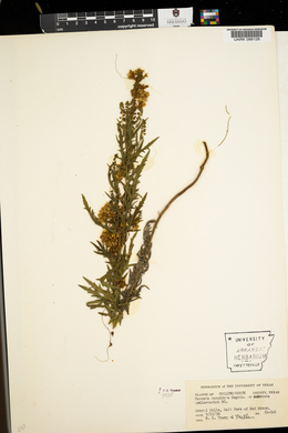 Cuscuta cuspidata image