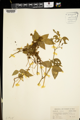 Cuscuta gronovii image