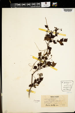 Cuscuta gronovii image