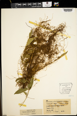 Cuscuta indecora image