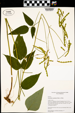 Desmodium cuspidatum image