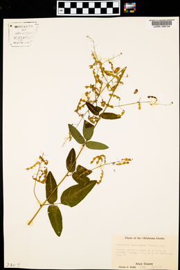 Desmodium laevigatum image