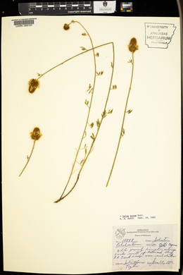 Dalea aurea image