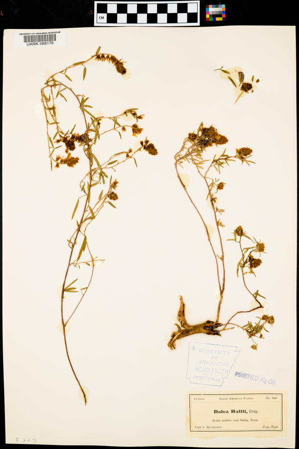 Dalea hallii image