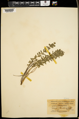 Euphorbia brachiata image