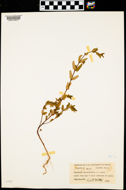 Euphorbia hypericifolia image