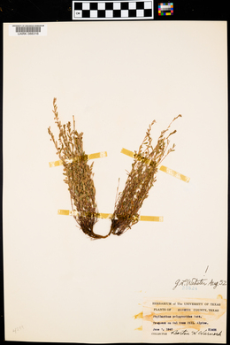 Phyllanthus polygonoides image