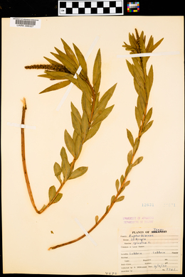 Stillingia sylvatica image