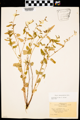 Tragia betonicifolia image