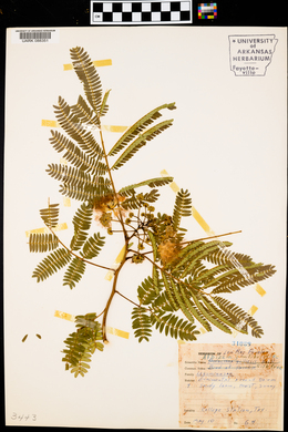 Albizia julibrissin image