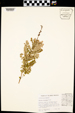 Amorpha canescens image