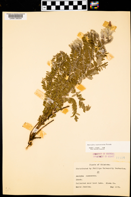 Amorpha canescens image