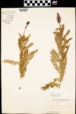 Amorpha canescens image