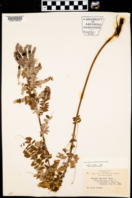 Amorpha canescens image