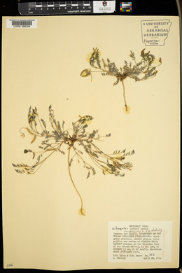 Astragalus nuttallianus image