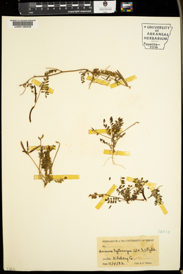 Astragalus leptocarpus image