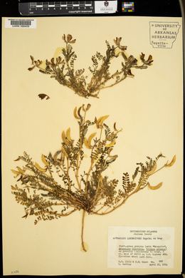 Astragalus lindheimeri image