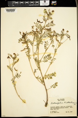 Astragalus nuttallianus image