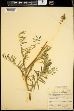 Astragalus oreophilus image