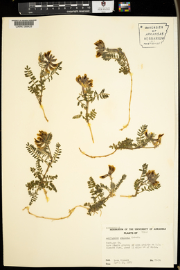 Astragalus puniceus image