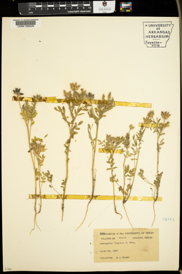 Astragalus wrightii image