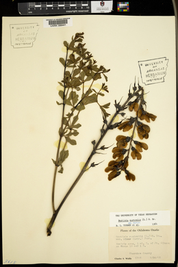 Baptisia australis var. minor image