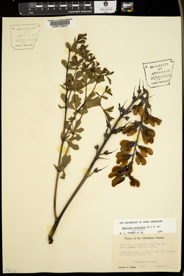 Baptisia australis image