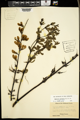 Baptisia australis var. minor image