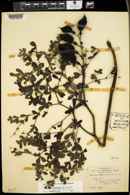 Baptisia australis var. minor image