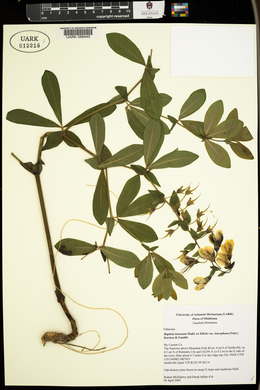 Baptisia bracteata image