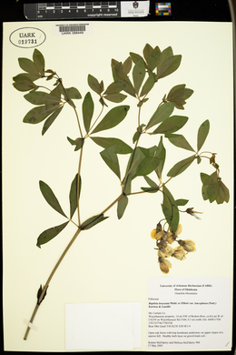 Baptisia bracteata image