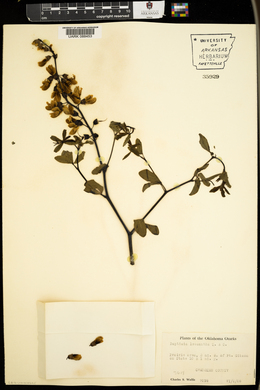 Baptisia alba var. macrophylla image