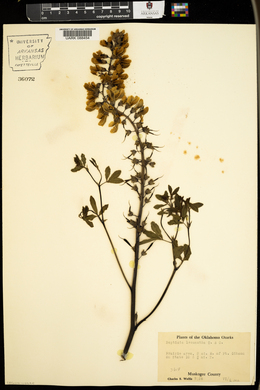 Baptisia alba var. macrophylla image