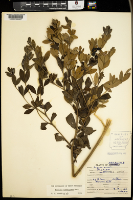 Baptisia nuttalliana image