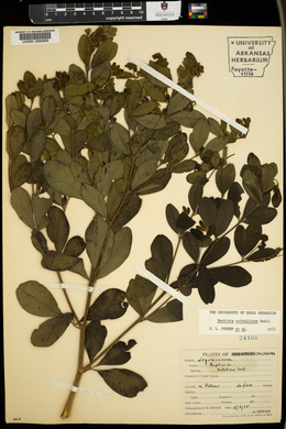 Baptisia nuttalliana image