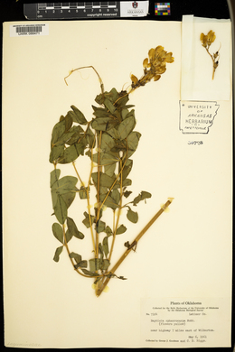 Baptisia sphaerocarpa image