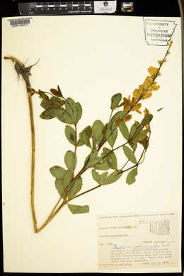 Baptisia sphaerocarpa image