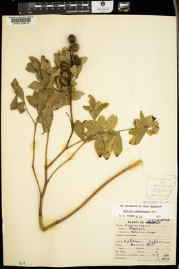 Baptisia sphaerocarpa image