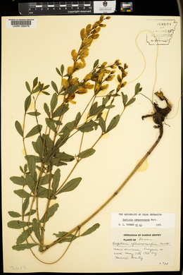 Baptisia sphaerocarpa image