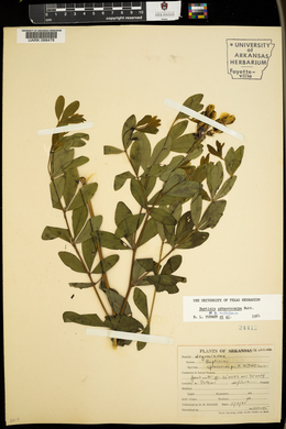 Baptisia sphaerocarpa image