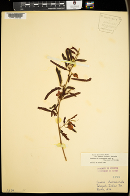 Chamaecrista fasciculata var. fasciculata image