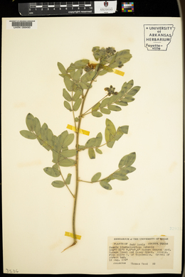 Senna lindheimeriana image