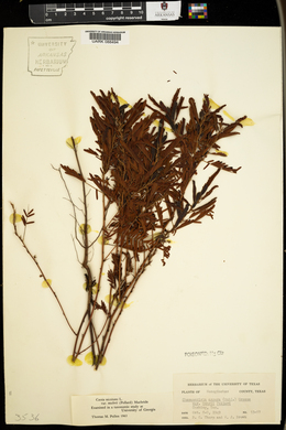 Chamaecrista nictitans subsp. nictitans image