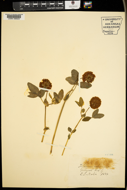 Trifolium reflexum image