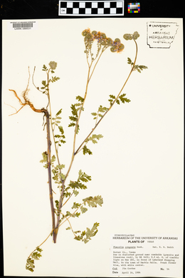 Phacelia congesta image