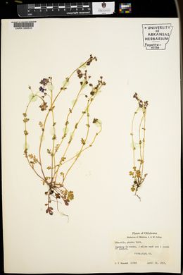 Phacelia glabra image