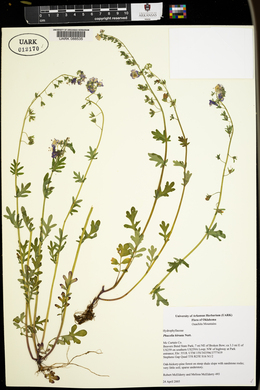 Phacelia hirsuta image